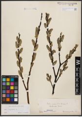 Foto von Salix caprea L.